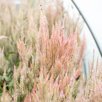 A close up of Celosia Vintage Rose