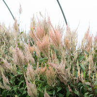 Celosia Vintage Rose growing in the field