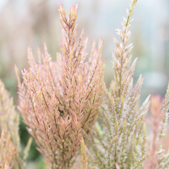 A close up of Celosia Vintage Rose