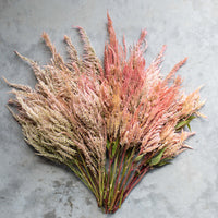 An overhead of Celosia Vintage Rose