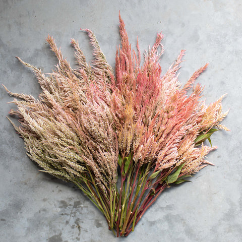 An overhead of Celosia Vintage Rose