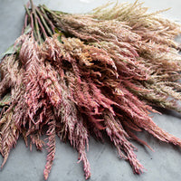 A close up of Celosia Vintage Rose