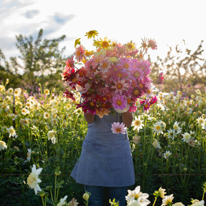 A handful of Dahlia Bee’s Choice