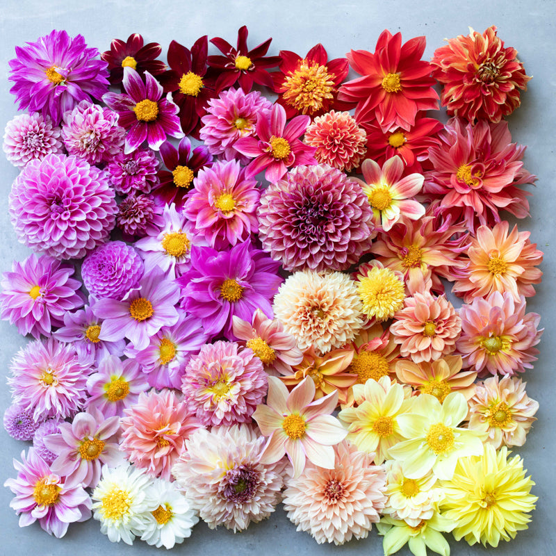 dahlia seeds floret Dahlia Bee’s Choice