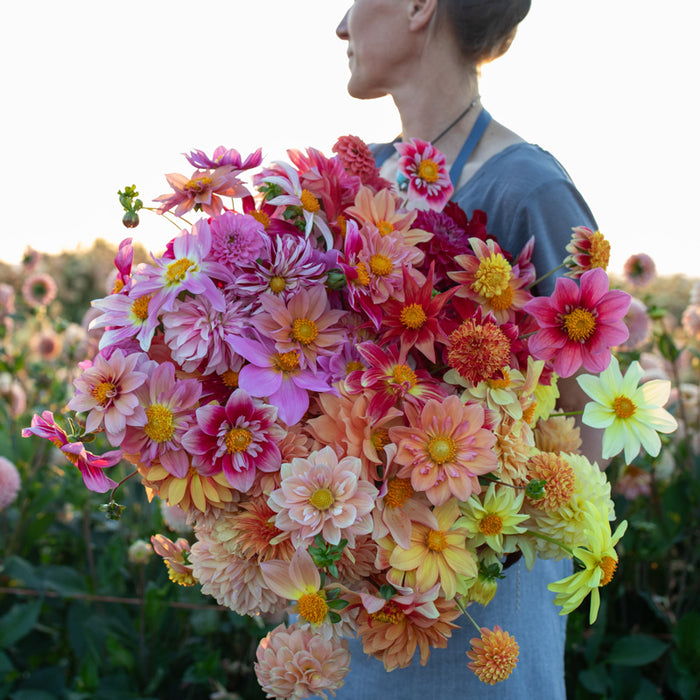 An armload of Dahlia Bee’s Choice