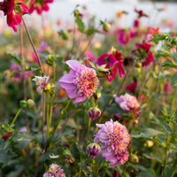 Dahlia Cancan Girls growing in the field