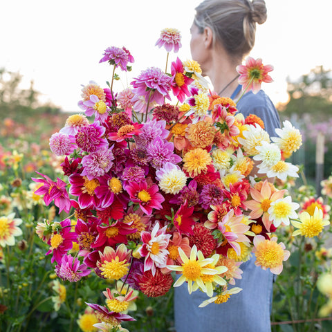 An armload of Dahlia Cancan Girls