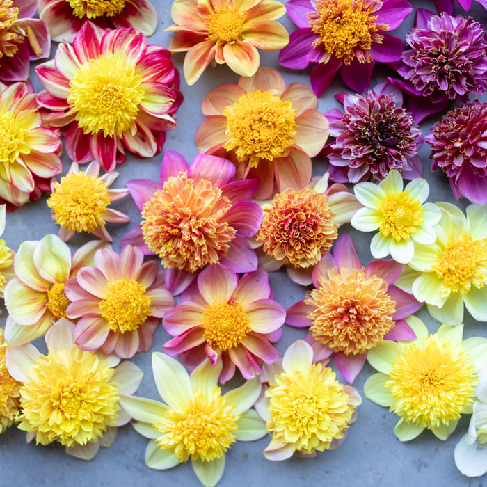 A close up of Dahlia Cancan Girls