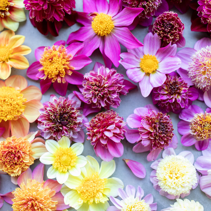 A close up of Dahlia Cancan Girls
