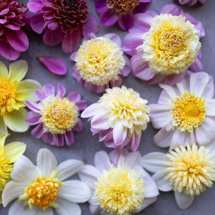 A close up of Dahlia Cancan Girls
