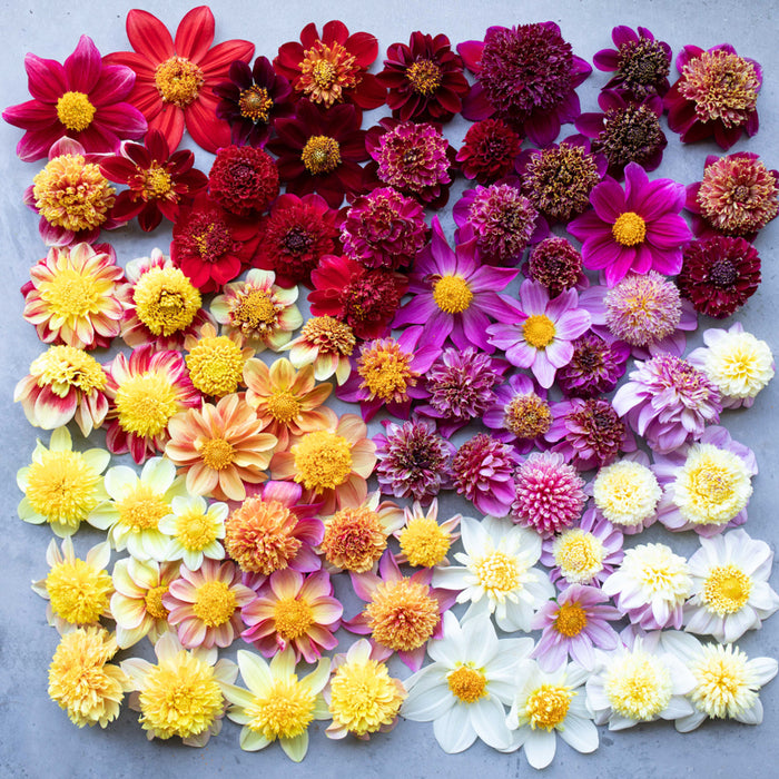 An overhead of Dahlia Cancan Girls
