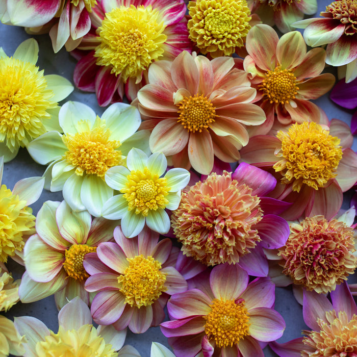 A close up of Dahlia Cancan Girls