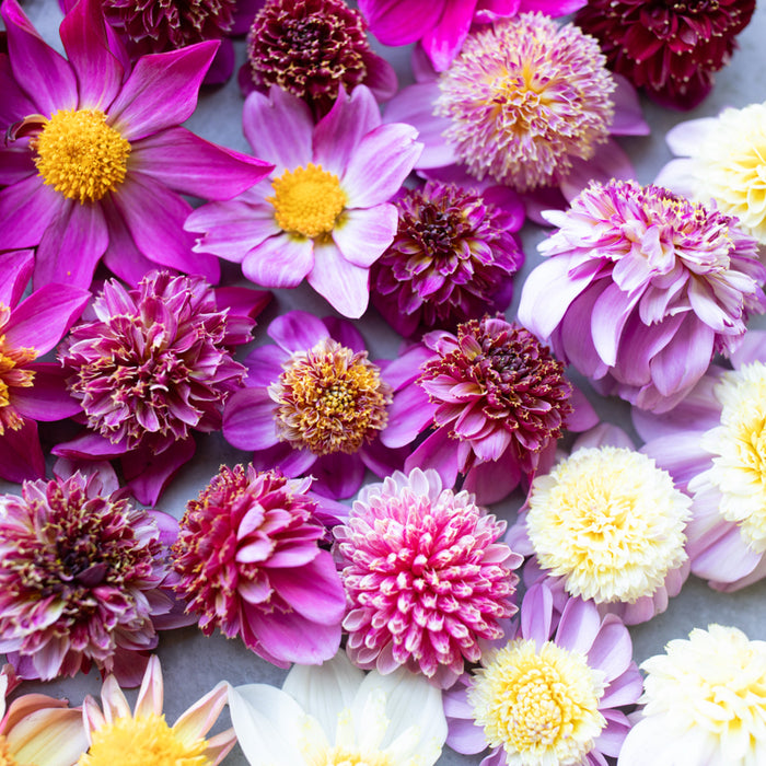 A close up of Dahlia Cancan Girls