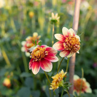A close up of Dahlia Cancan Girls