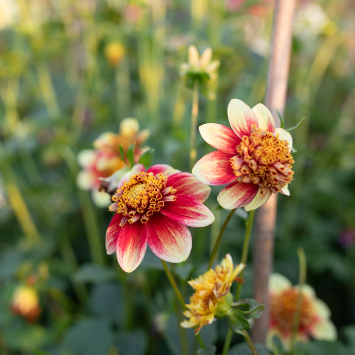 A close up of Dahlia Cancan Girls