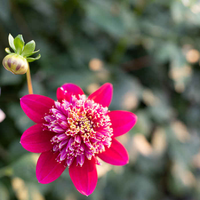 A close up of Dahlia Cancan Girls