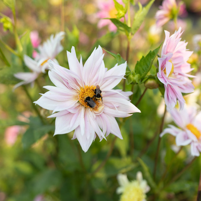 A close up of Dahlia Petite Florets