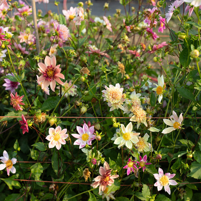 Dahlia Petite Florets growing in the field