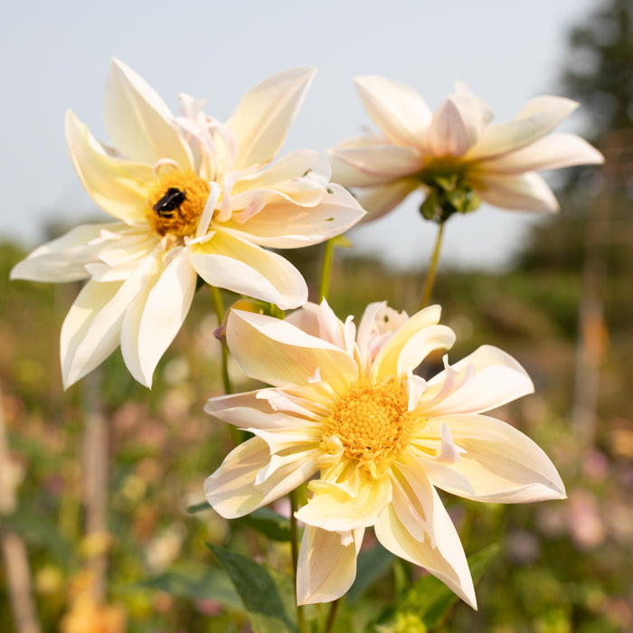 A close up of Dahlia Petite Florets