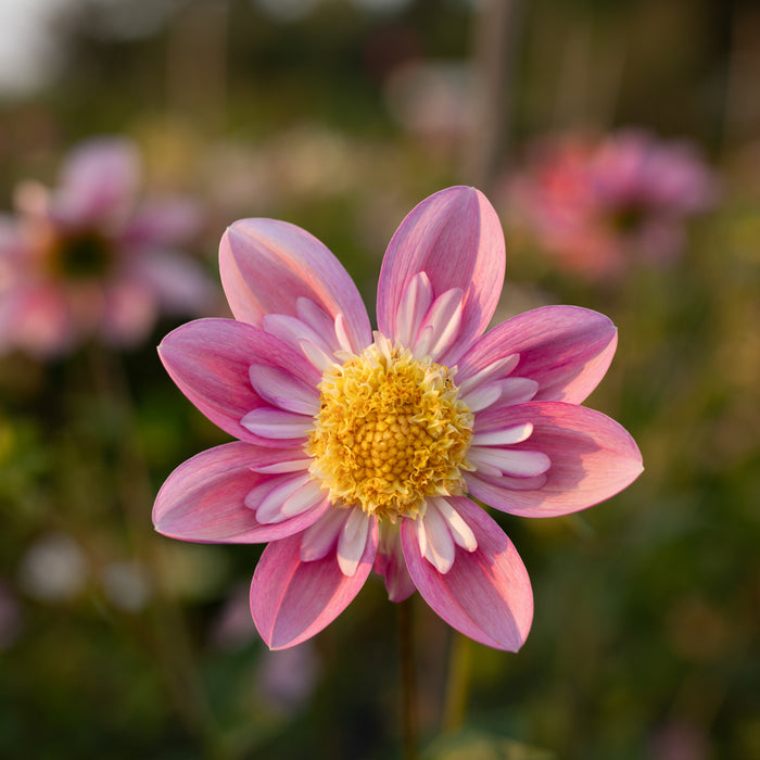 A close up of Dahlia Petite Florets