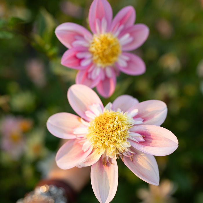 A close up of Dahlia Petite Florets