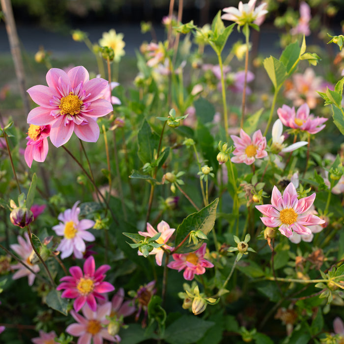 Dahlia Petite Florets growing in the field