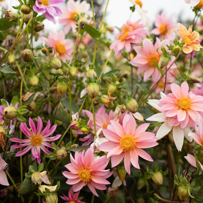 Dahlia Petite Florets growing in the field