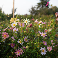 Dahlia Petite Florets growing in the field