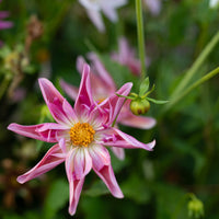 A close up of Dahlia Petite Florets