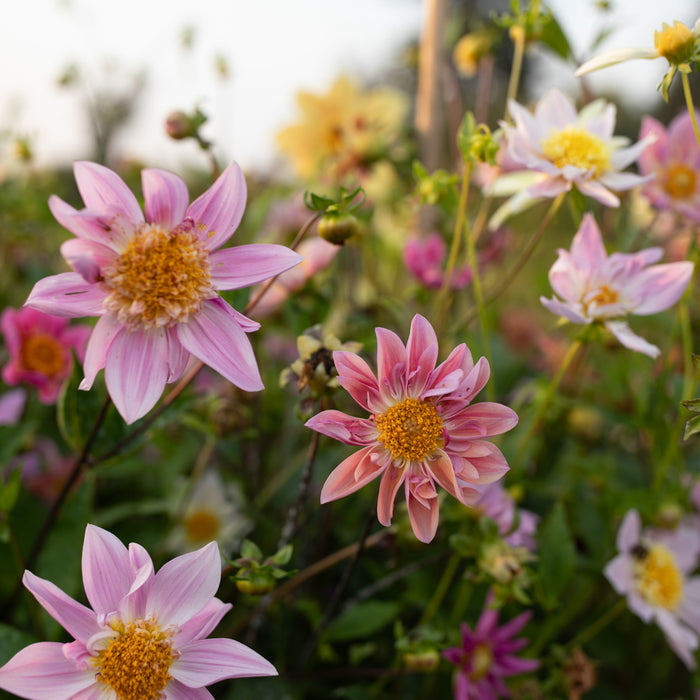 A close up of Dahlia Petite Florets