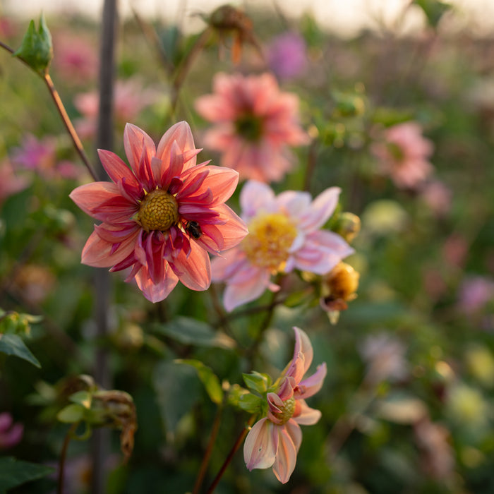 A close up of Dahlia Petite Florets