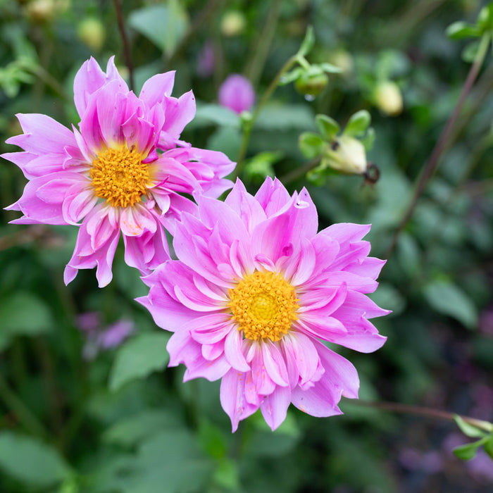 A close up of Dahlia Petite Florets