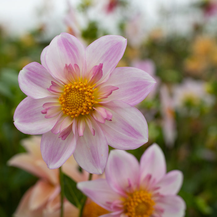 A close up of Dahlia Petite Florets