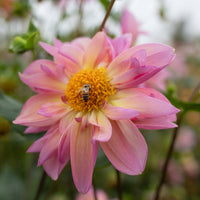 A close up of Dahlia Petite Florets