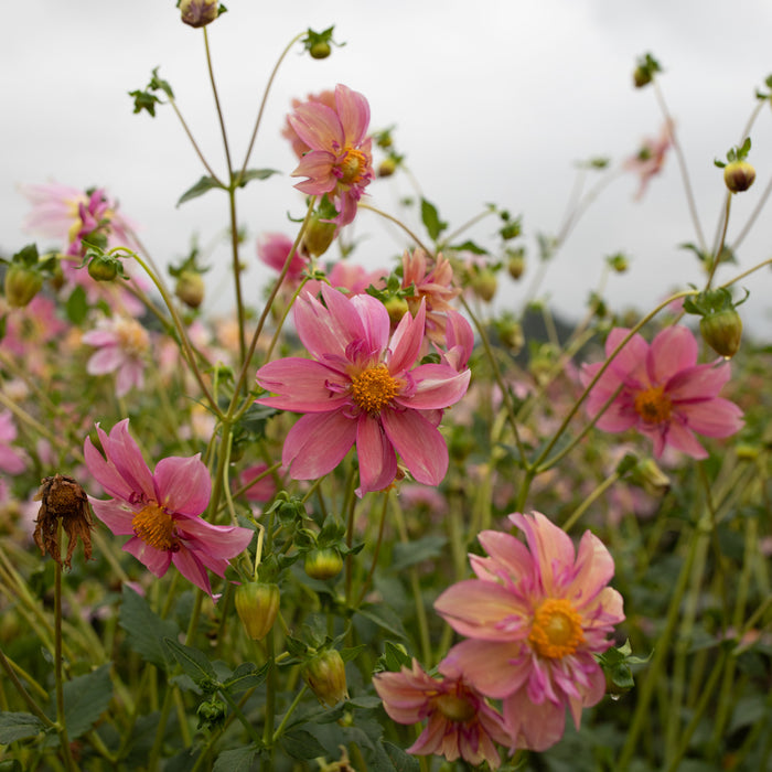 Dahlia Petite Florets growing in the field