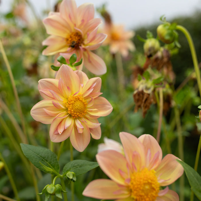 Dahlia Petite Florets growing in the field