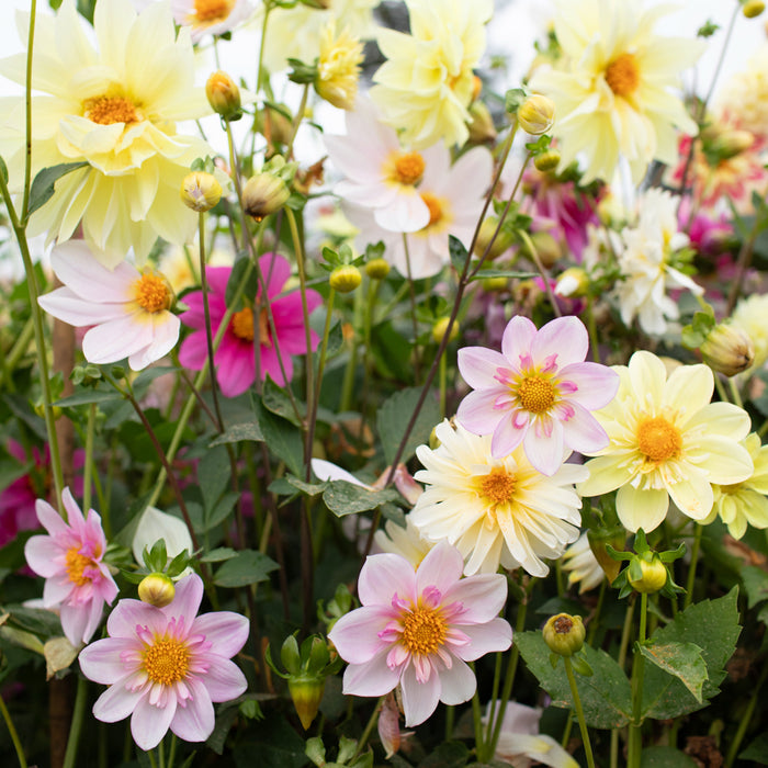 Dahlia Petite Florets growing in the field