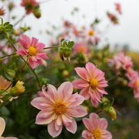 Dahlia Petite Florets growing in the field