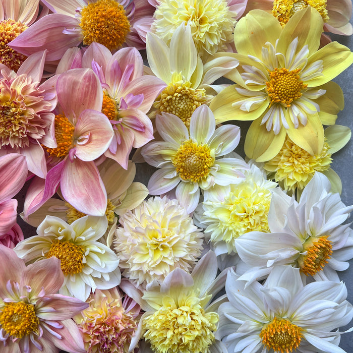 A close up of Dahlia Petite Florets