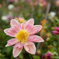 A close up of Dahlia Petite Florets