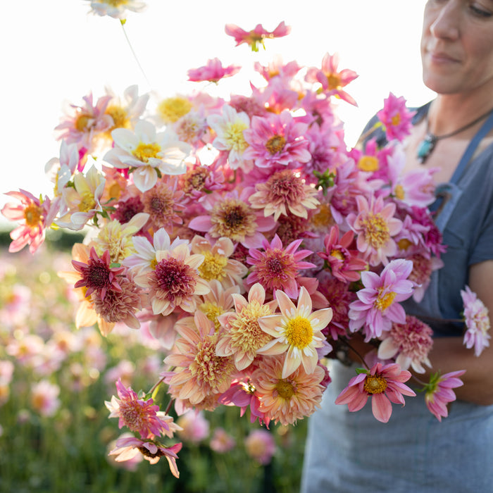 An armload of Dahlia Petite Florets