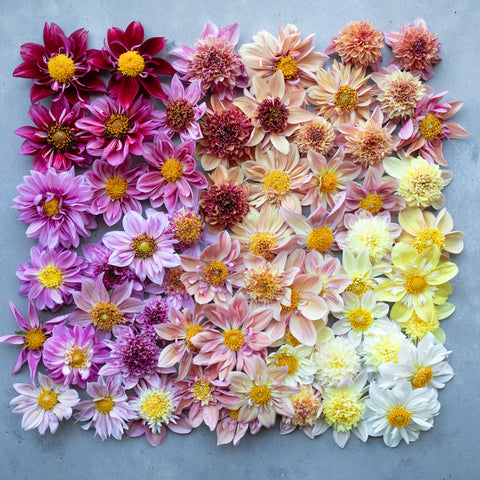 An overhead of Dahlia Petite Florets