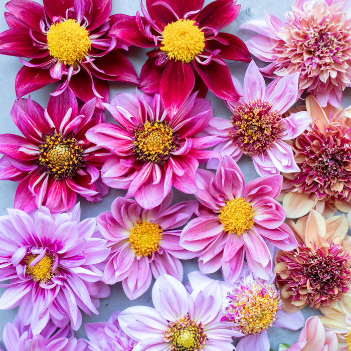 A close up of Dahlia Petite Florets