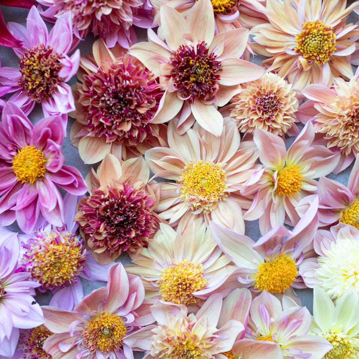 A close up of Dahlia Petite Florets