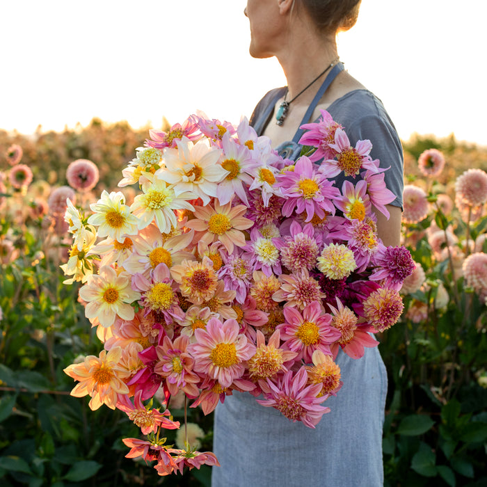 An armload of Dahlia Petite Florets