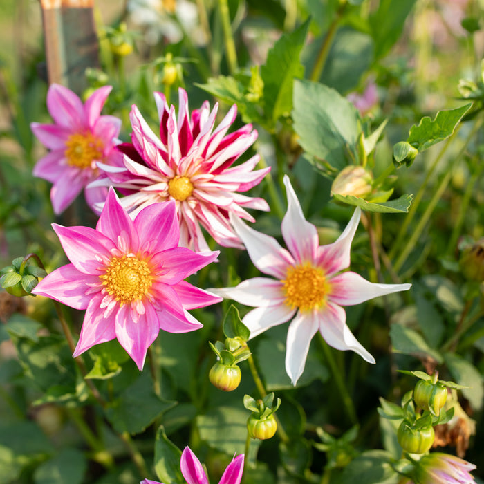 Dahlia Shooting Stars growing in the field