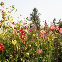Dahlia Shooting Stars growing in the field