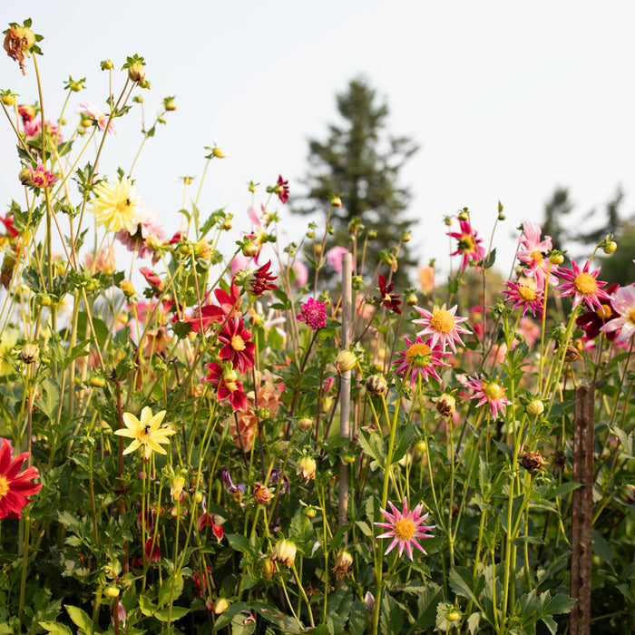 Dahlia Shooting Stars growing in the field