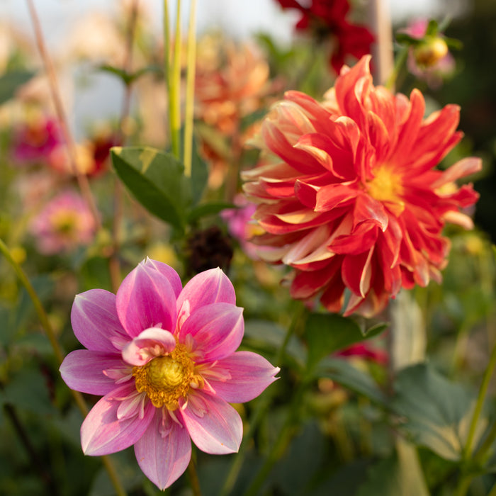 Dahlia Shooting Stars growing in the field