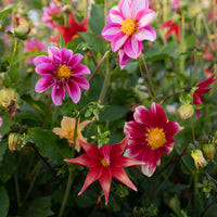 Dahlia Shooting Stars growing in the field